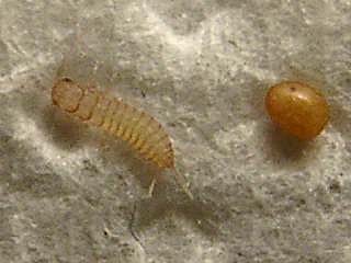 クロマツシミの初齢幼虫と卵