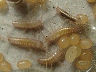 クロマツシミの黒い幼虫（右上）