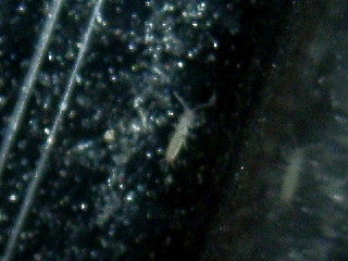オナガシミの幼虫